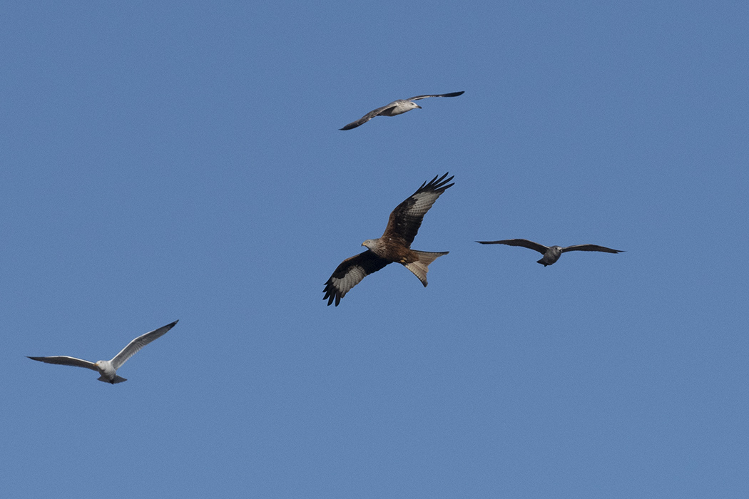 Red Kite